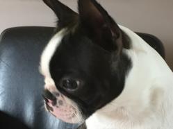 kennel club boston terrier puppies